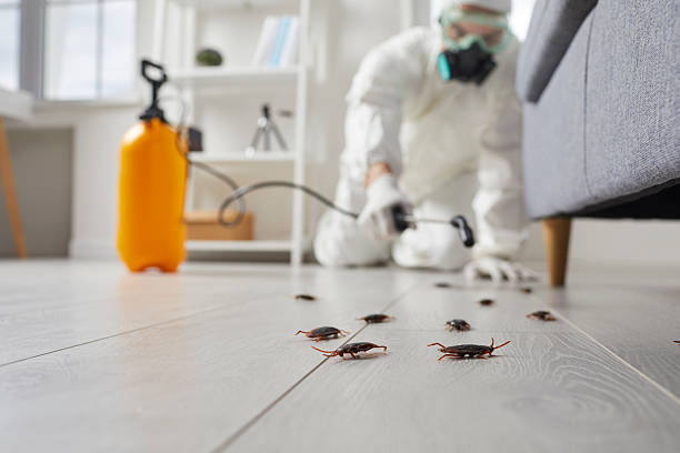 Post-Treatment Bed Bug Interceptor Monitoring in Pleak